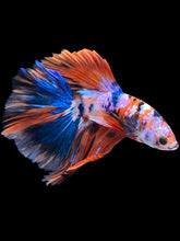 Load image into Gallery viewer, Male Halfmoon - Galaxy #1731 - Live Betta Fish
