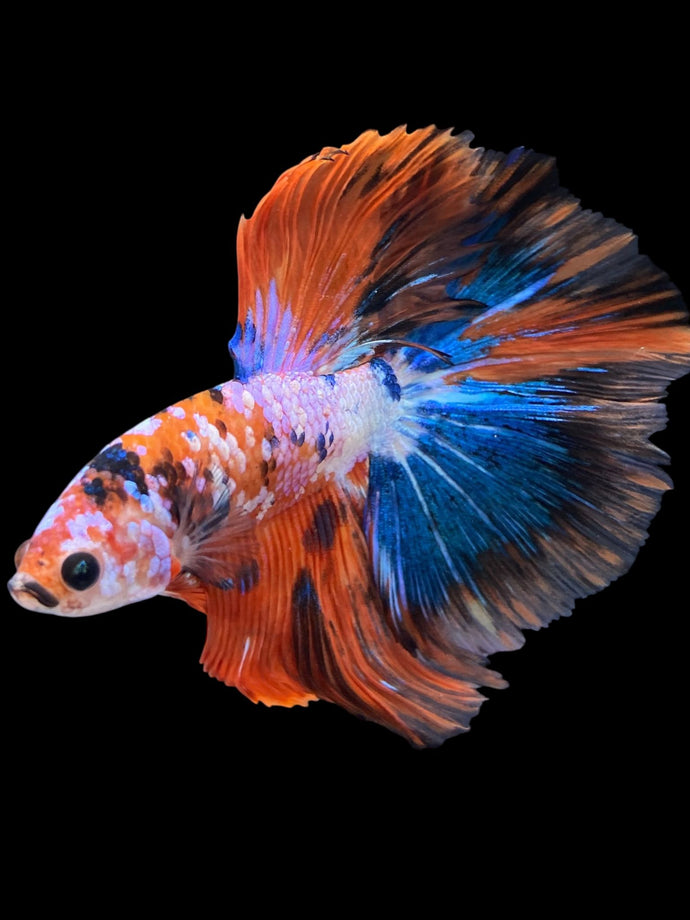 Male Halfmoon - Galaxy #1731 - Live Betta Fish
