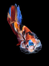 Load image into Gallery viewer, Male Halfmoon Plakat - Multicolor #1732 - Live Betta Fish

