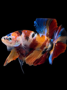Male Halfmoon Plakat - Multicolor #1732 - Live Betta Fish
