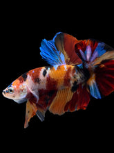 Load image into Gallery viewer, Male Halfmoon Plakat - Multicolor #1732 - Live Betta Fish
