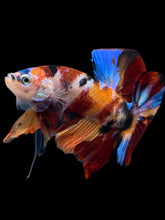 Load image into Gallery viewer, Male Halfmoon Plakat - Multicolor #1732 - Live Betta Fish
