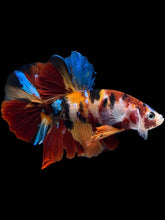 Load image into Gallery viewer, Male Halfmoon Plakat - Multicolor #1732 - Live Betta Fish

