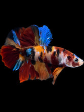 Load image into Gallery viewer, Male Halfmoon Plakat - Multicolor #1732 - Live Betta Fish
