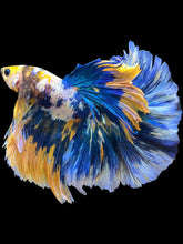 Load image into Gallery viewer, Male Halfmoon - Candy #1733 - Live Betta Fish (XL TAIL)
