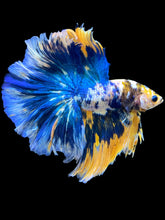Load image into Gallery viewer, Male Halfmoon - Candy #1733 - Live Betta Fish (XL TAIL)
