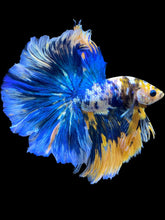 Load image into Gallery viewer, Male Halfmoon - Candy #1733 - Live Betta Fish (XL TAIL)
