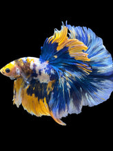 Load image into Gallery viewer, Male Halfmoon - Candy #1733 - Live Betta Fish (XL TAIL)
