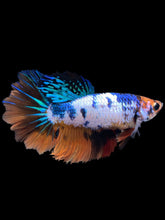 Load image into Gallery viewer, TOP GRADE Female Rosetail - Galaxy #1735 - Live Betta Fish
