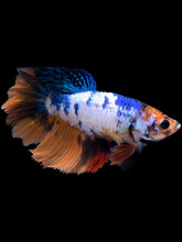 Load image into Gallery viewer, TOP GRADE Female Rosetail - Galaxy #1735 - Live Betta Fish
