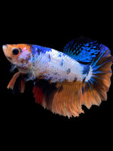 Load image into Gallery viewer, TOP GRADE Female Rosetail - Galaxy #1735 - Live Betta Fish

