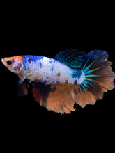 Load image into Gallery viewer, TOP GRADE Female Rosetail - Galaxy #1735 - Live Betta Fish
