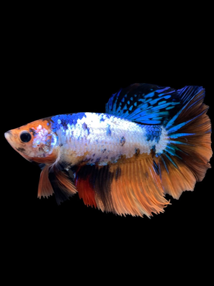 TOP GRADE Female Rosetail - Galaxy #1735 - Live Betta Fish