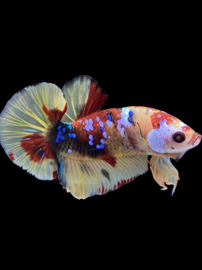 Male Halfmoon Plakat - Multicolor #1736 - Live Betta Fish