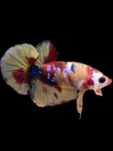 Load image into Gallery viewer, Male Halfmoon Plakat - Multicolor #1736 - Live Betta Fish
