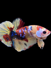 Load image into Gallery viewer, Male Halfmoon Plakat - Multicolor #1736 - Live Betta Fish
