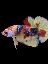 Load image into Gallery viewer, Male Halfmoon Plakat - Multicolor #1736 - Live Betta Fish
