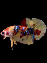 Load image into Gallery viewer, Male Halfmoon Plakat - Multicolor #1736 - Live Betta Fish
