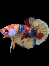 Load image into Gallery viewer, Male Halfmoon Plakat - Multicolor #1736 - Live Betta Fish
