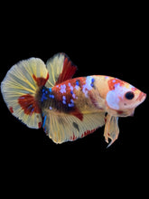 Load image into Gallery viewer, Male Halfmoon Plakat - Multicolor #1736 - Live Betta Fish
