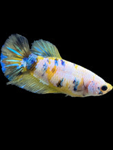 Load image into Gallery viewer, Female Halfmoon Plakat - Yellow Galaxy #1737 - Live Betta Fish
