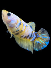 Load image into Gallery viewer, Female Halfmoon Plakat - Yellow Galaxy #1737 - Live Betta Fish

