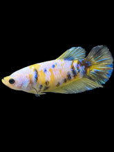 Load image into Gallery viewer, Female Halfmoon Plakat - Yellow Galaxy #1737 - Live Betta Fish
