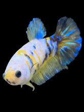 Load image into Gallery viewer, Female Halfmoon Plakat - Yellow Galaxy #1737 - Live Betta Fish

