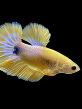 Load image into Gallery viewer, Male Halfmoon Plakat - Yellow FCCP #1738 - Live Betta Fish
