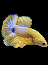 Load image into Gallery viewer, Male Halfmoon Plakat - Yellow FCCP #1738 - Live Betta Fish
