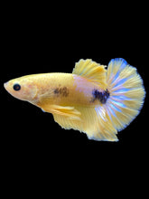 Load image into Gallery viewer, Male Halfmoon Plakat - Yellow FCCP #1738 - Live Betta Fish
