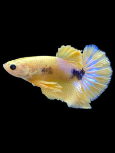 Male Halfmoon Plakat - Yellow FCCP #1738 - Live Betta Fish