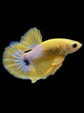 Load image into Gallery viewer, Male Halfmoon Plakat - Yellow FCCP #1738 - Live Betta Fish
