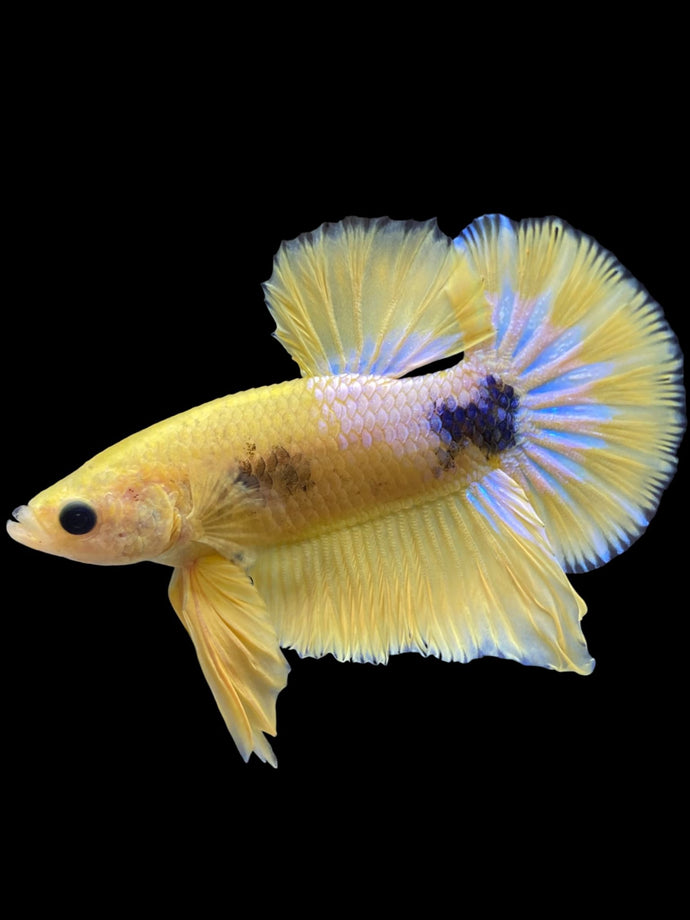 Male Halfmoon Plakat - Yellow FCCP #1738 - Live Betta Fish