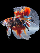 Load image into Gallery viewer, Male Halfmoon - Galaxy #1739 - Live Betta Fish
