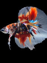 Load image into Gallery viewer, Male Halfmoon - Galaxy #1739 - Live Betta Fish
