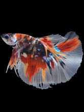 Load image into Gallery viewer, Male Halfmoon - Galaxy #1739 - Live Betta Fish
