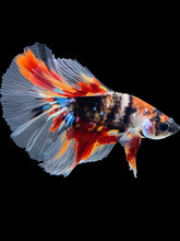 Load image into Gallery viewer, Male Halfmoon - Galaxy #1739 - Live Betta Fish
