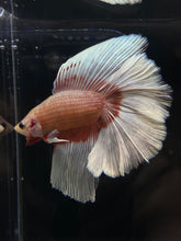 Load image into Gallery viewer, Male Fullmoon - Metallic Butterfly #173 - Live Betta Fish
