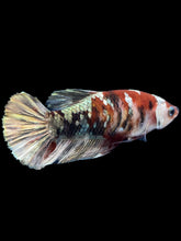 Load image into Gallery viewer, Female Halfmoon Plakat - Red Koi Copper #1741 - Live Betta Fish
