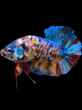 Load image into Gallery viewer, GIANT Male Halfmoon Plakat - Multicolor #1742 - Live Betta Fish (SHORT BODY)

