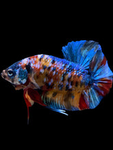 Load image into Gallery viewer, GIANT Male Halfmoon Plakat - Multicolor #1742 - Live Betta Fish (SHORT BODY)
