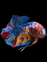 Load image into Gallery viewer, GIANT Male Halfmoon Plakat - Multicolor #1742 - Live Betta Fish (SHORT BODY)
