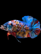 Load image into Gallery viewer, GIANT Male Halfmoon Plakat - Multicolor #1742 - Live Betta Fish (SHORT BODY)
