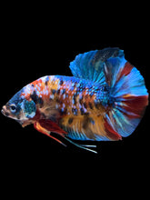 Load image into Gallery viewer, GIANT Male Halfmoon Plakat - Multicolor #1742 - Live Betta Fish (SHORT BODY)
