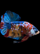 Load image into Gallery viewer, GIANT Male Halfmoon Plakat - Multicolor #1742 - Live Betta Fish (SHORT BODY)
