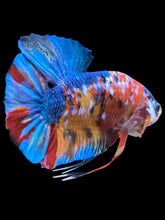 Load image into Gallery viewer, GIANT Male Halfmoon Plakat - Multicolor #1742 - Live Betta Fish (SHORT BODY)
