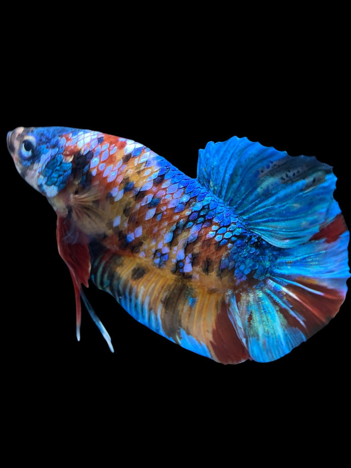 GIANT Male Halfmoon Plakat - Multicolor #1742 - Live Betta Fish (SHORT BODY)