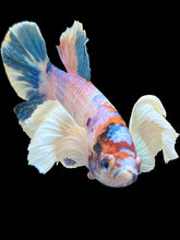 Load image into Gallery viewer, Male Halfmoon Plakat - Candy Dumbo #1745 - Live Betta Fish

