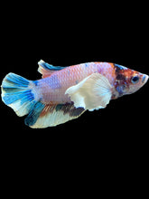 Load image into Gallery viewer, Male Halfmoon Plakat - Candy Dumbo #1745 - Live Betta Fish
